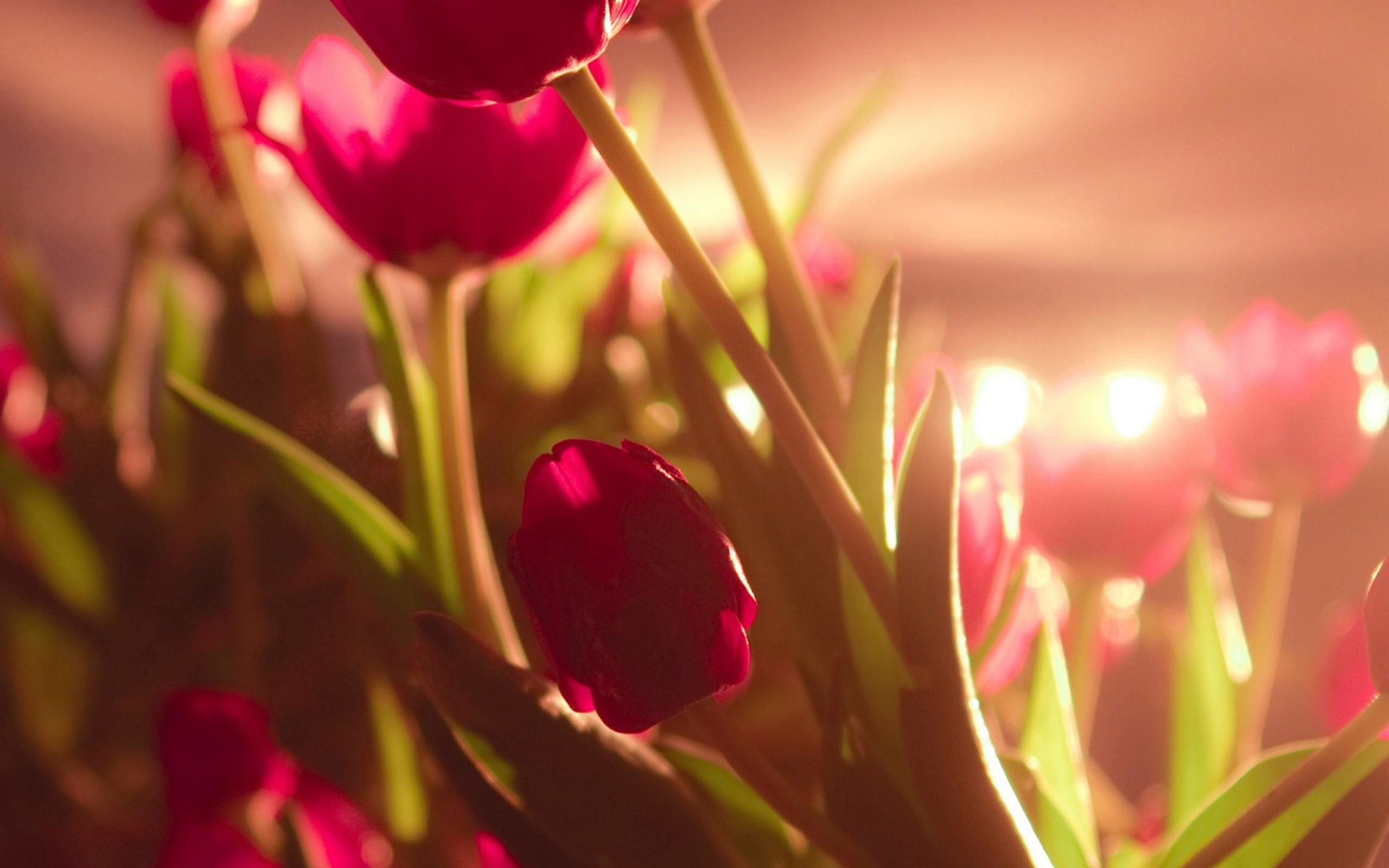 Red Flowers Photo Free Download HD Wallpapers Backgrounds Images